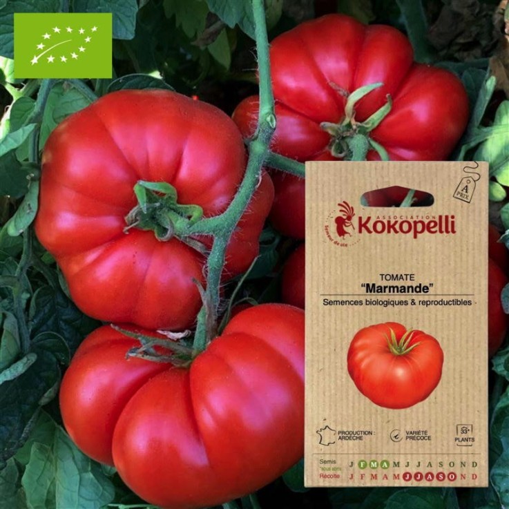 Graines bio à semer - Tomate Marmande