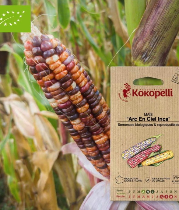 Graines bio à semer - Maïs...