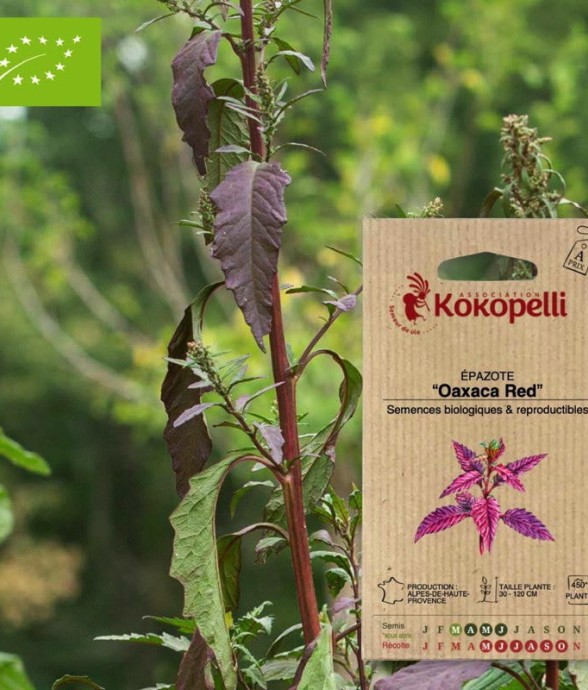 Graines bio à semer -...