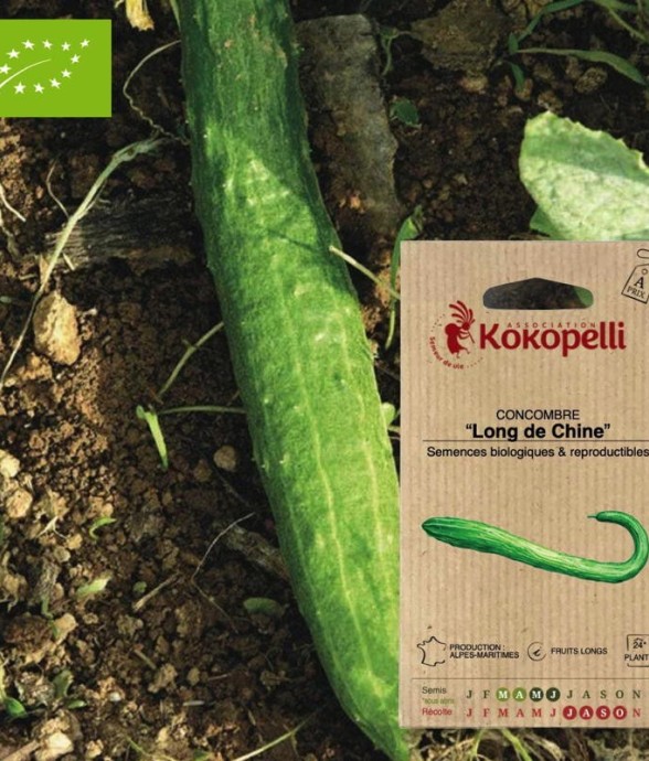 Graines bio à semer -...