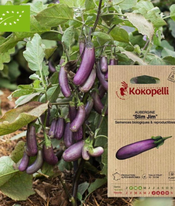 Graines bio à semer -...