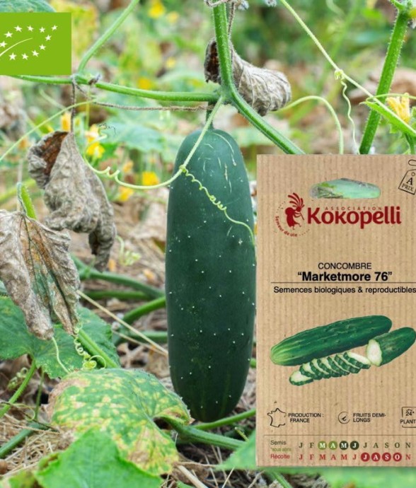 Graines bio à semer -...