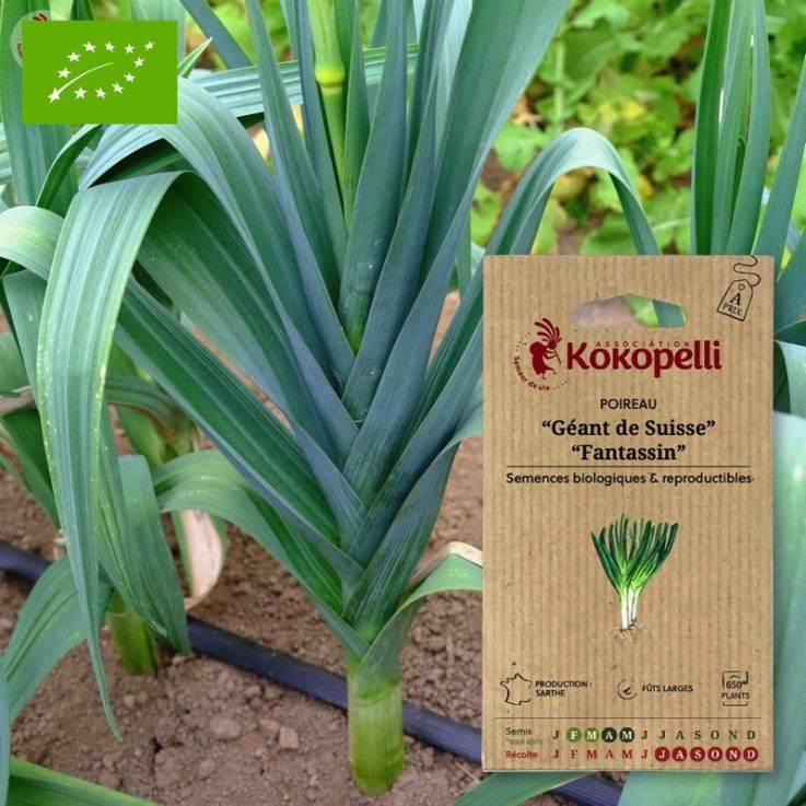 Graines bio à semer - Poireau Géant de suisse Fantassin