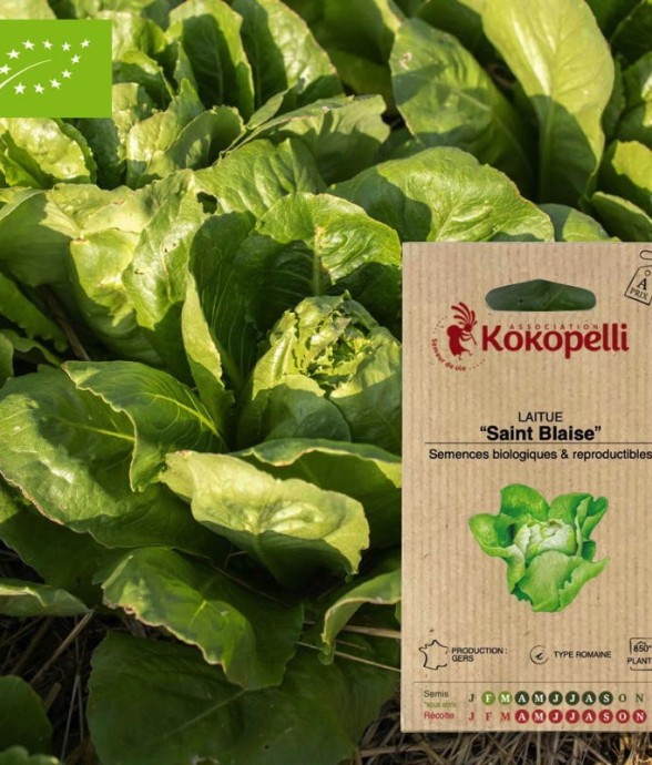 Graines bio à semer -...