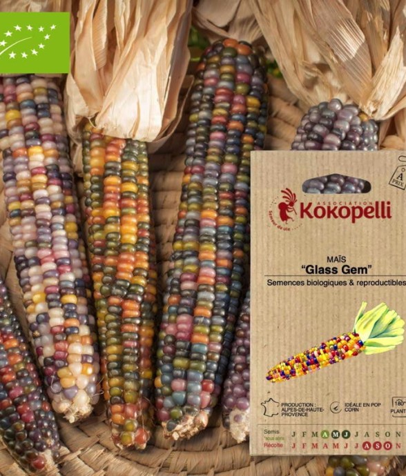Graines bio à semer - Maïs...