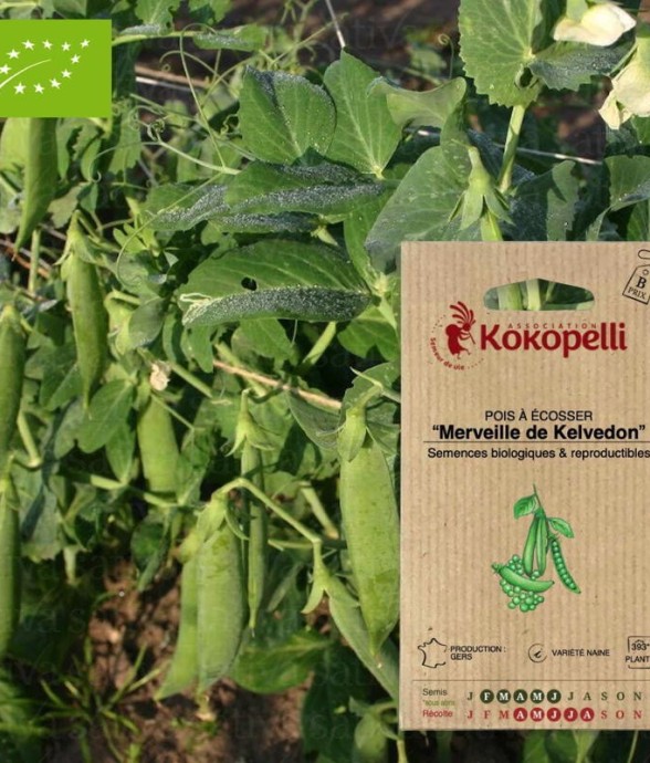 Graines bio à semer - Pois...