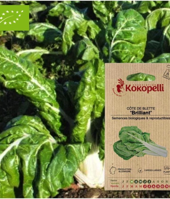 Graines bio à semer - Côte...