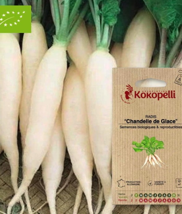 Graines bio à semer - Radis...