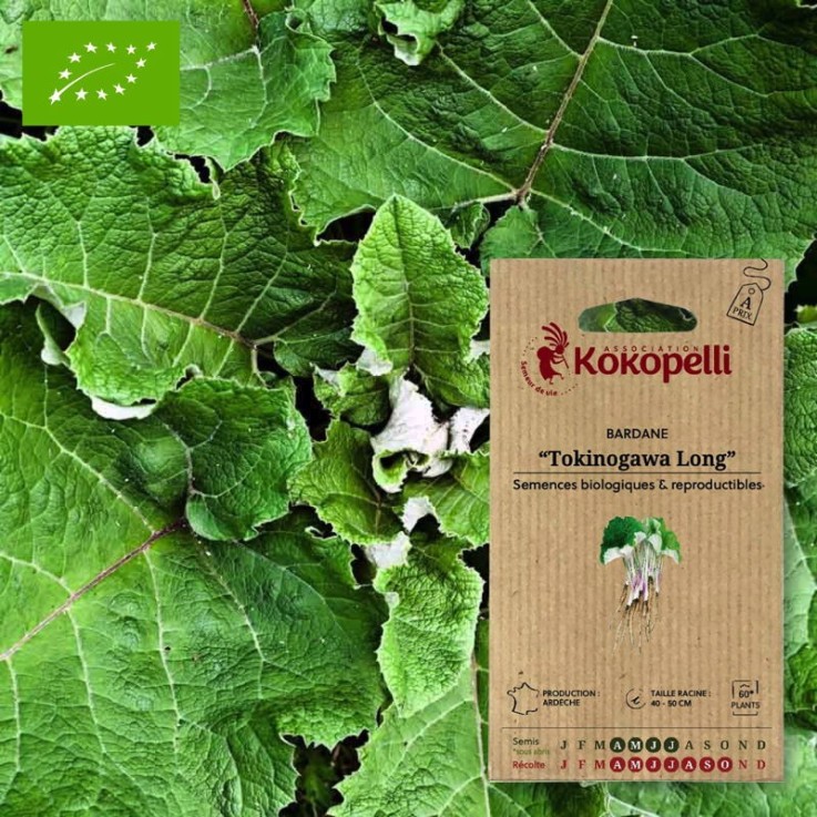 Graines bio à semer - Bardane Tokinogawa Long