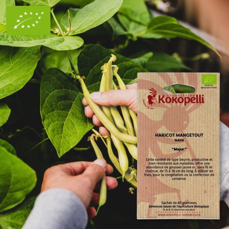 Graines bio à semer - Haricot mangetout Major
