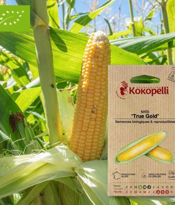 Graines bio à semer - Maïs...