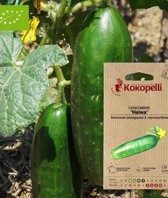 Graines bio à semer -...