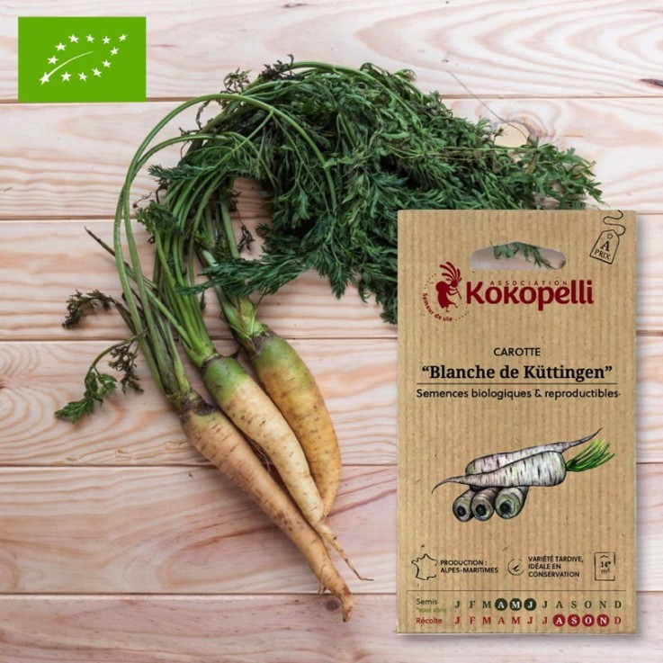 Graines bio à semer - Carotte Blanche Blanche de Küttingen