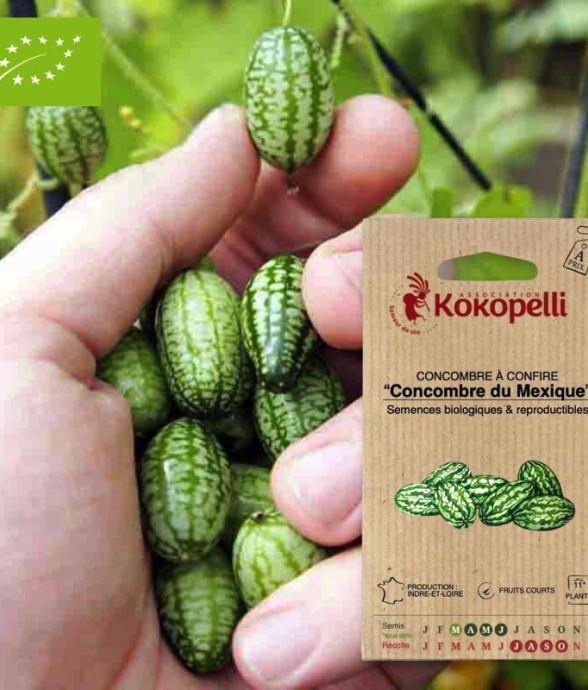 Graines bio à semer -...