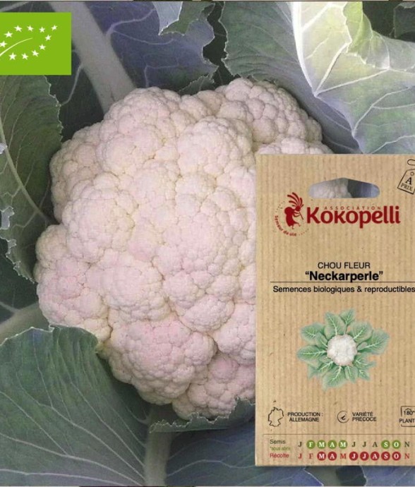 Graines bio à semer - Chou...