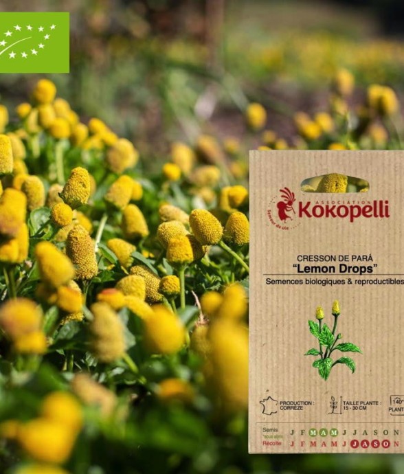 Graines bio à semer -...