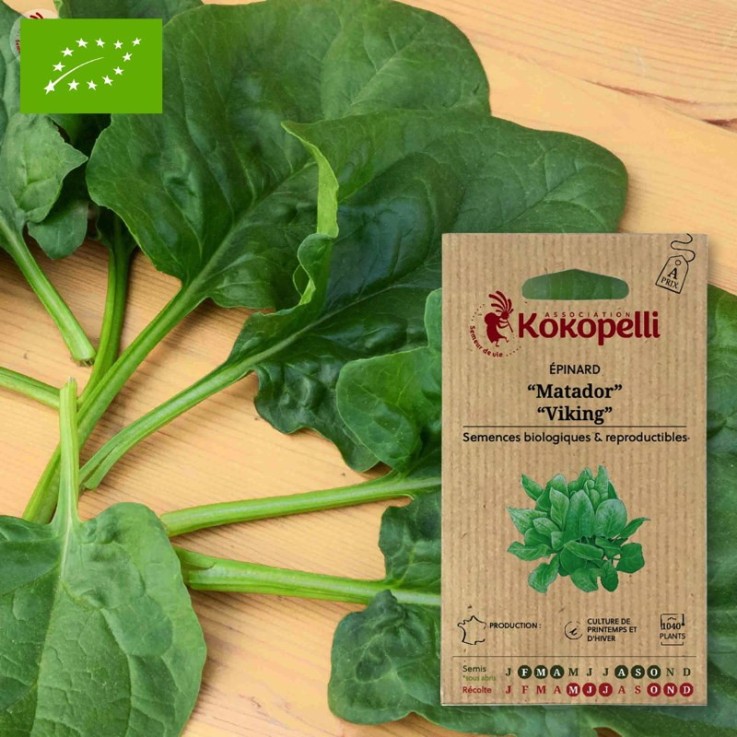 Graines bio à semer - Épinard Matador / Viking