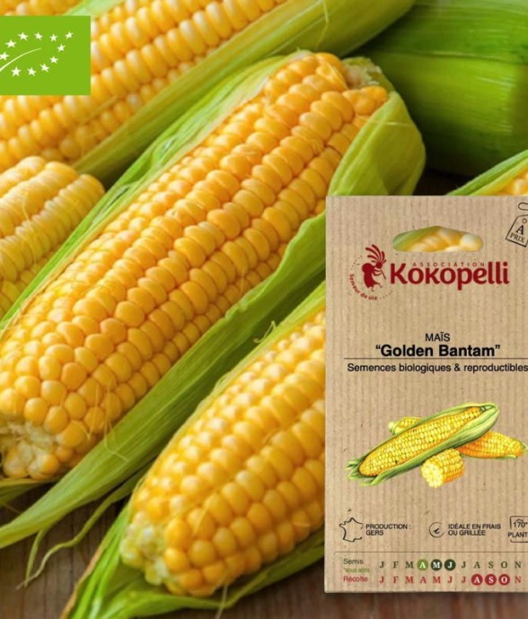 Graines bio à semer - Maïs...