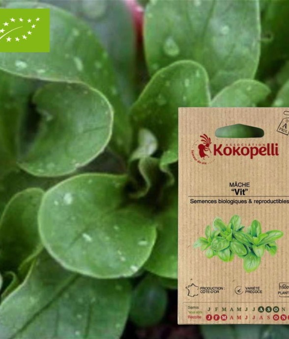 Graines bio à semer - Mâche...