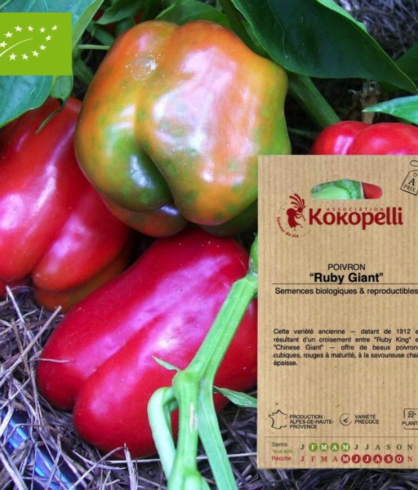 Graines bio à semer -...