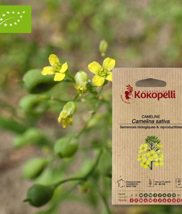 Graines bio à semer -...