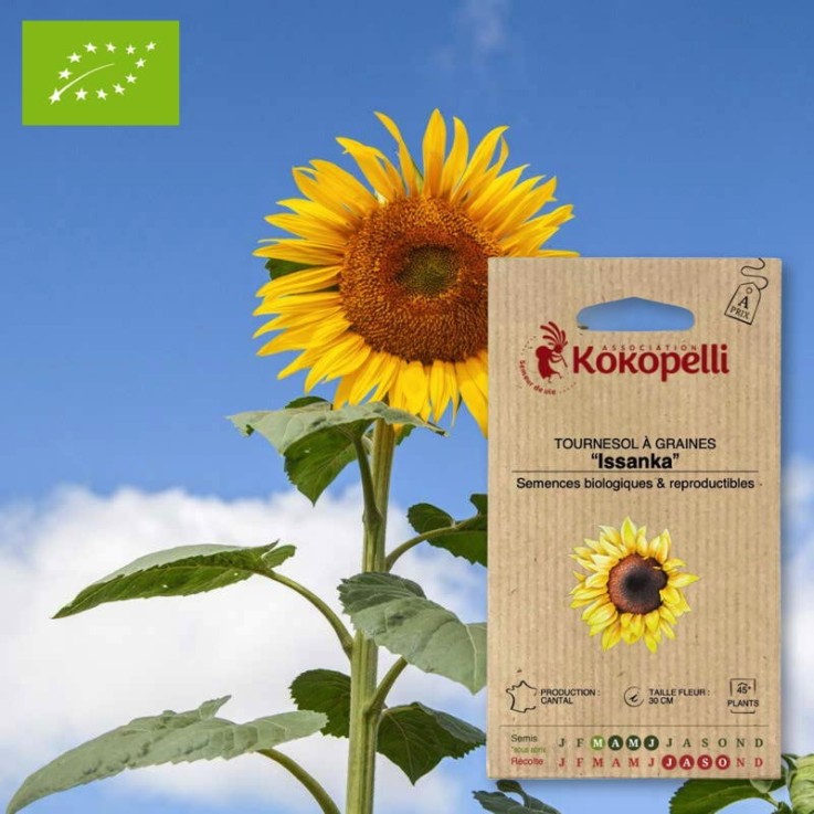 Tournesol à Graines Issanka- Graines bio à semer
