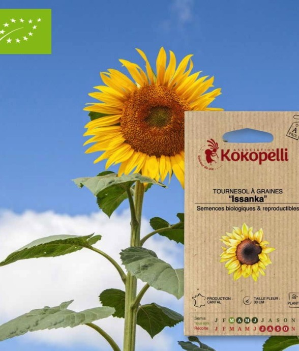 Tournesol à Graines...