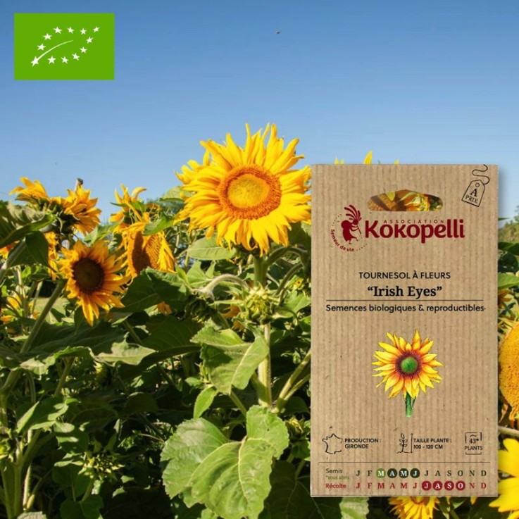 Tournesol à Fleurs Irish Eyes- Graines bio à semer