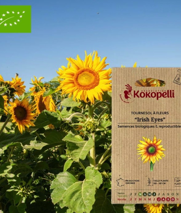 Tournesol à Fleurs Irish...
