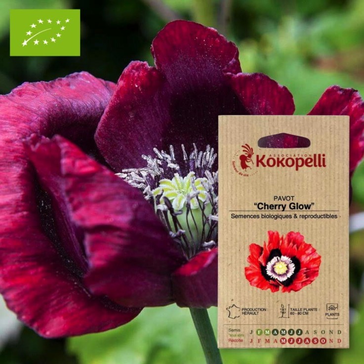 Pavot Cherry Glow- Graines bio à semer