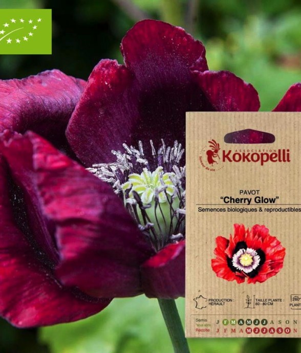 Pavot Cherry Glow- Graines...