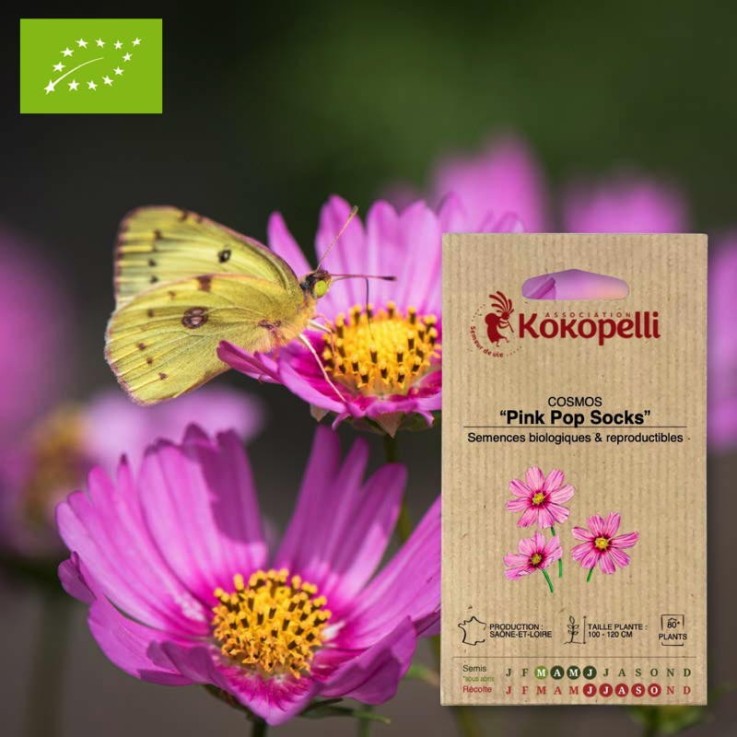 Cosmos Pink Pop Socks- Graines bio à semer