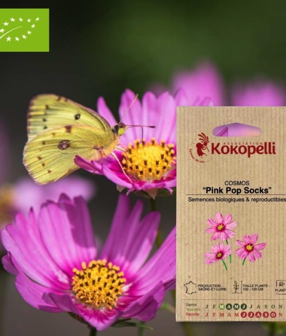 Cosmos Pink Pop Socks-...