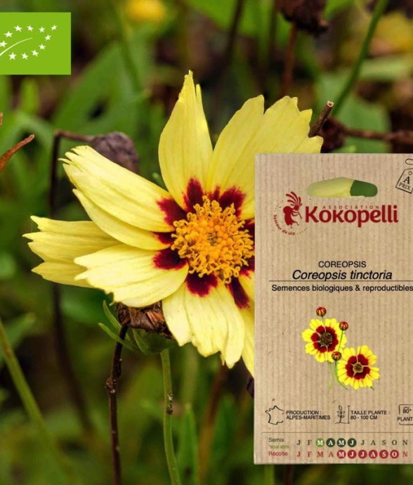 Coreopsis Coréopsis des...