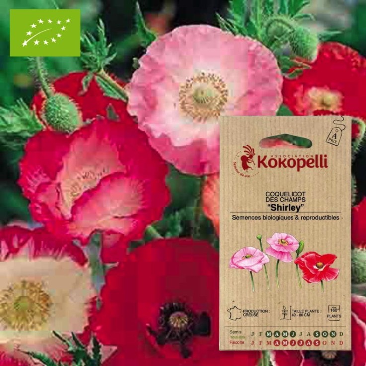 Coquelicot Shirley- Graines bio à semer