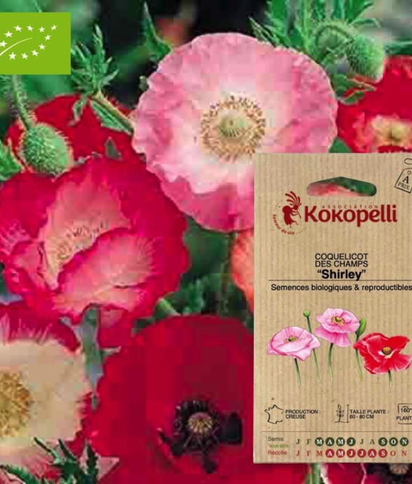 Coquelicot Shirley- Graines...