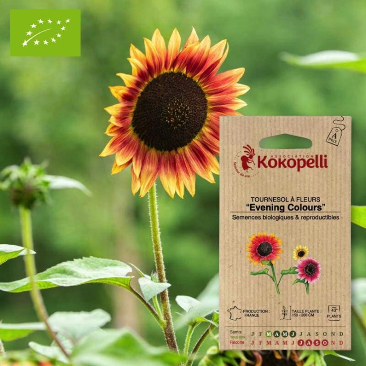 Tournesol à Fleurs Evening Colors- Graines bio à semer
