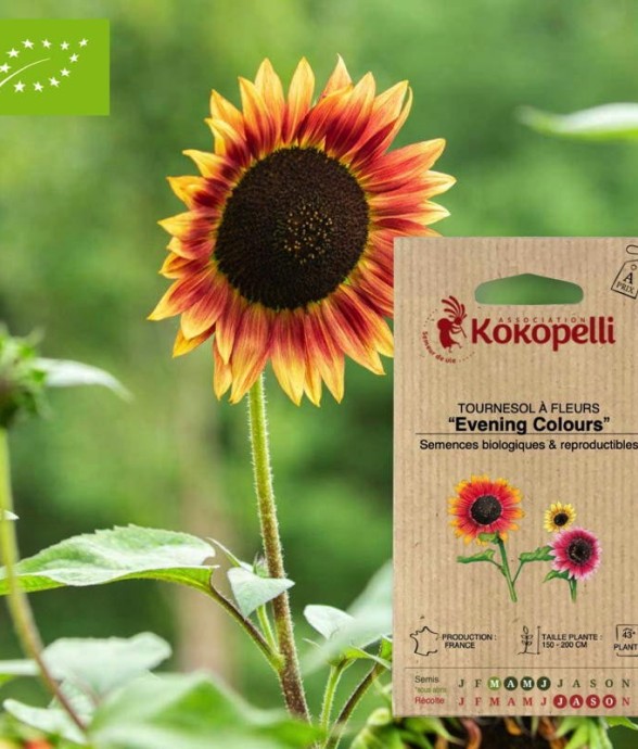 Tournesol à Fleurs Evening...