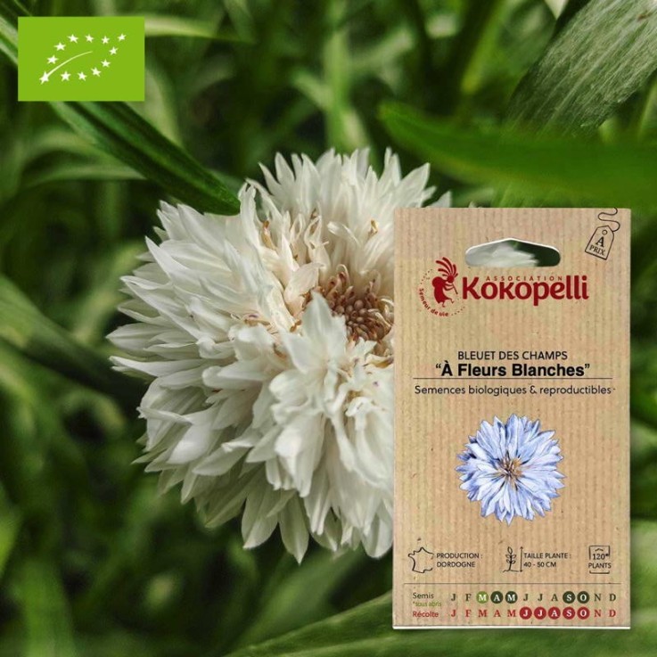 Bleuet À Fleurs Blanches- Graines bio à semer
