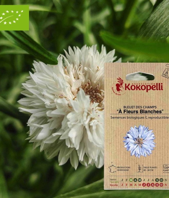 Bleuet À Fleurs Blanches-...