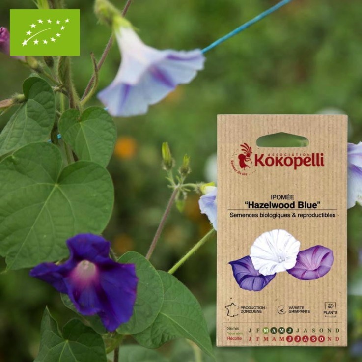 Ipomée Hazelwood Blue- Graines bio à semer