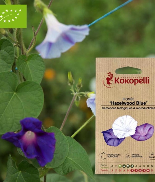 Ipomée Hazelwood Blue-...