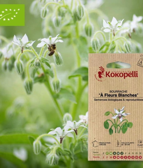 Bourrache À Fleurs...