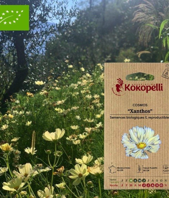 Cosmos jaune Xanthos-...