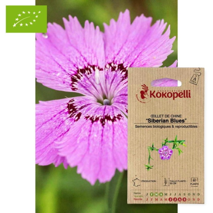 Œillet de Chine Siberian Blues- Graines bio à semer