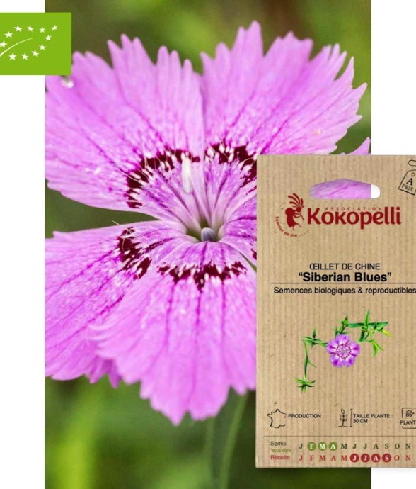 Œillet de Chine Siberian...