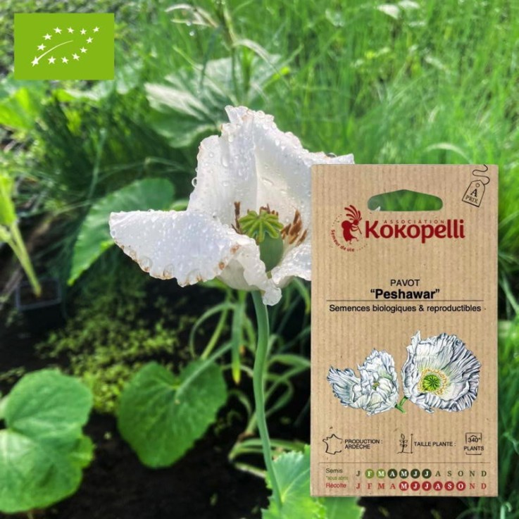 Pavot Peshawar- Graines bio à semer