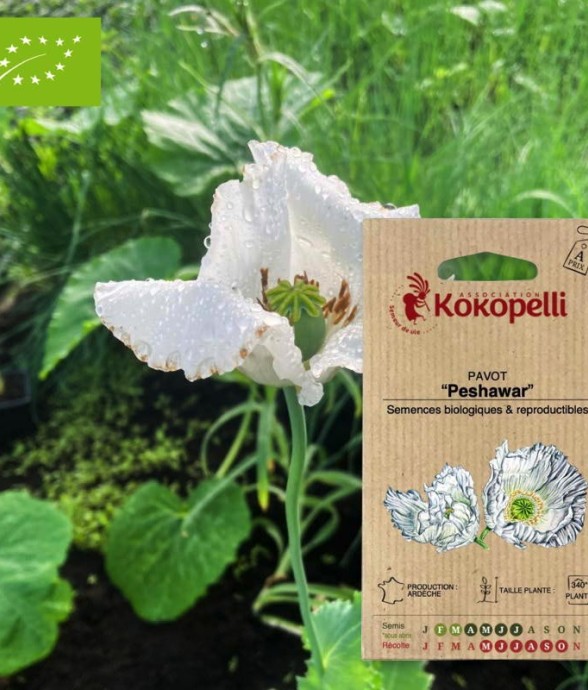 Pavot Peshawar- Graines bio...