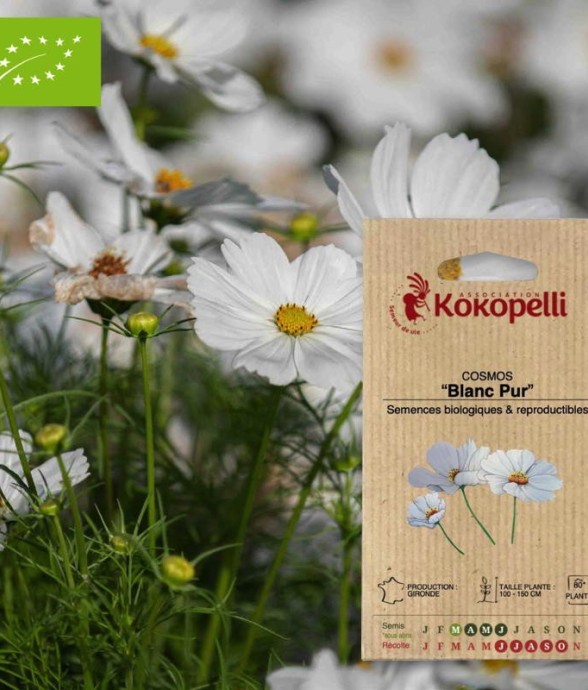 Cosmos Blanc Pur- Graines...