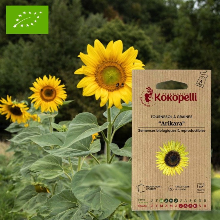 Tournesol à Graines Arikara- Graines bio à semer